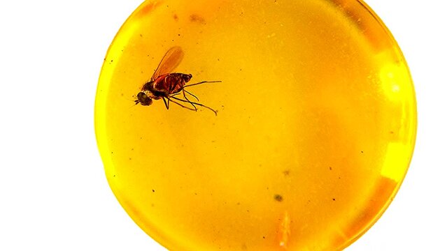 amber with inclusion of a fly turns slowly