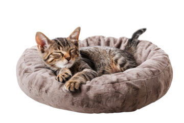 A cute tabby kitten sleeping peacefully in a cozy brown pet bed on a white background. Perfect for pet lovers and animal-themed projects.