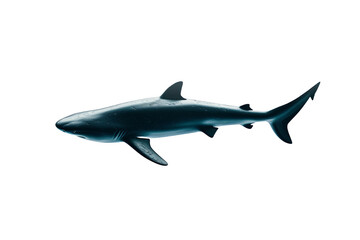 Fototapeta premium A detailed side view of a shark against a white background, showcasing its sleek body and fins, ideal for marine life and underwater themes.