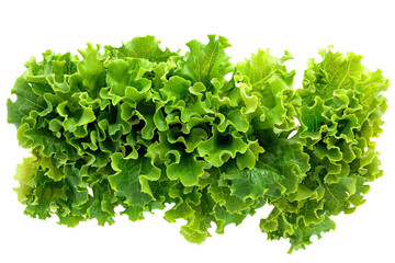 Fresh green leafy lettuce isolated on white background. Crisp and healthy greens perfect for salads, sandwiches, and a nutritious diet.