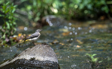 Yellow wagtail on a rock in the mountain river