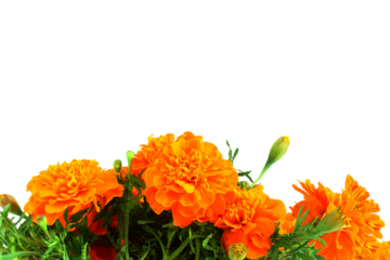 colorful yellow gold marigold flower for offering indian hindu religious to god,marriage,invitation,diwali,new year,festival,nature related concept,
cutout in transparent background,png format,  