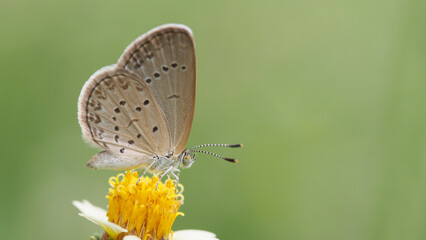 Beautiful Landscape background of Close-up image of a beautiful tiny butterfly on flower in real natural condition