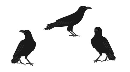 Obraz premium crow and raven set. vector illustration isolated on white background.