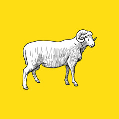 Vintage Sheep Side. Sketch and Drawing Style.