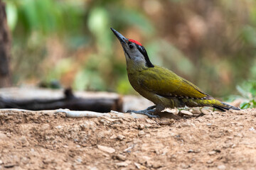 Grey headed woodpecker bird in its habitat. Close up, selective focus.