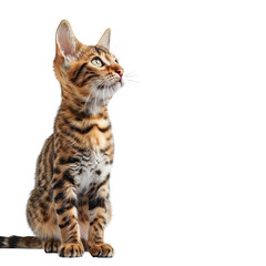 Fototapeta premium A curious Bengal kitten sits on a white background, gazing up and to the left.