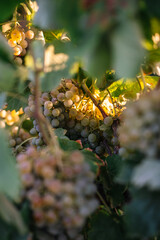 Scenic view of ripe grapes in vineyard in Catalonia, Spain