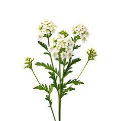 Yarrow element in PNG format with transparent background	
