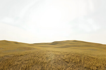Fototapeta premium paisaje de campo sembrado de cereales al atardecer amanecer