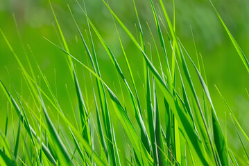 green grass background