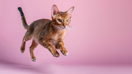A brown tabby cat leaps through the air, paws extended, against a soft pink background.