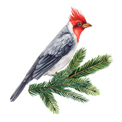 Cardinal Bird, Red Cardinal sitting on a spruce branch, Watercolor painting illustration red bird, watercolor Hand drawn