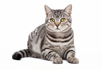 American shorthair cat isolated on white background