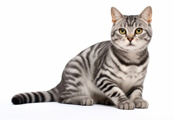 Cute american shorthair cat on a white background, black striped gray color, sitting, looking at the camera