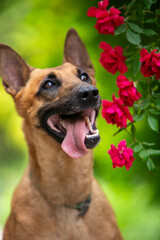 Belgian Shepherd Malinois