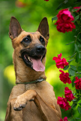 Belgian Shepherd Malinois
