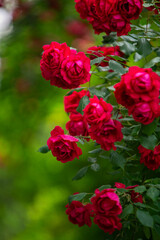 red rose in the garden