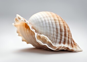A Beautiful Sea Shell isolated on white Background