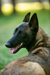 Belgian Shepherd Malinois