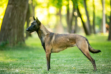 Belgian Shepherd Malinois