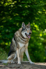 portrait of a wolf