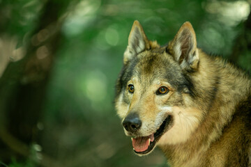 Fototapeta premium portrait of a wolf