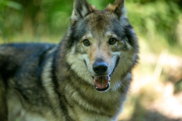 Obraz premium portrait of a wolf