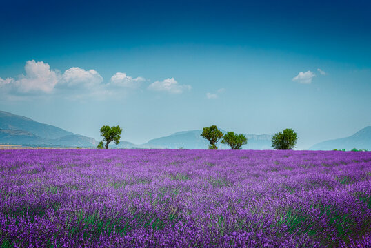 Champs de lavande valensole