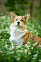 Corgi on a sunny day in a clearing