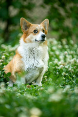 Corgi on a sunny day in a clearing