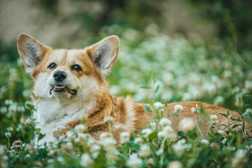 Corgi on a sunny day in a clearing