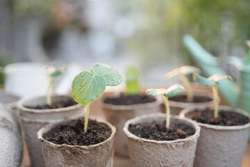 Outdoor gardening small sprout growing plant in paper pots