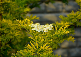 Bez czarny, dziki bez czarny (Sambucus nigra), czarny bez odmiana Golden Tower, variety Golden...