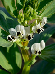 białe kwiaty bobu, kwitnący bób, Vicia faba, white broad bean flowers, blooming broad bean,  fava bean, faba bean © kateej