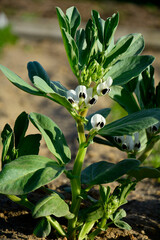 białe kwiaty bobu, kwitnący bób, Vicia faba, white broad bean flowers, blooming broad bean,  fava bean, faba bean © kateej