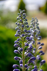 Violet flower of Delphinium variety Dark Blue White Bee, delphinium blue white, Ostróżka Wyniosła Dark Blue White Bee, Delphinium elatum, pąki kwiatowe ostrózki pokryte rosą, delphinium flower buds  © kateej