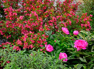 kwitnąca krzewuszka i piwonie w ogrodzie, czerwone kwiaty krzewuszki cudownej i różowe piwonie na rabacie, Weigela florida, Paeonia, Weigela and peonies in the garden © kateej