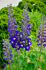 Violet flower of Delphinium variety Dark Blue White Bee, delphinium blue white, Ostróżka...