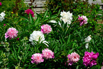 rózowe i białe piwonie chińskie w ogrodzie (Paeonia lactiflora), Chinese peony, Chinese herbaceous peony, common garden peony  © kateej