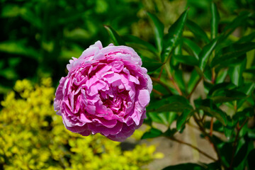 rózowa piwonia chińska (Paeonia lactiflora), Chinese peony, Chinese herbaceous peony, common garden peony	