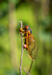 Periodical cicadas in the sunlight.  Northern Illinois, USA.