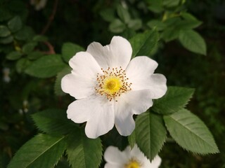 Blooming rosehip flower close up