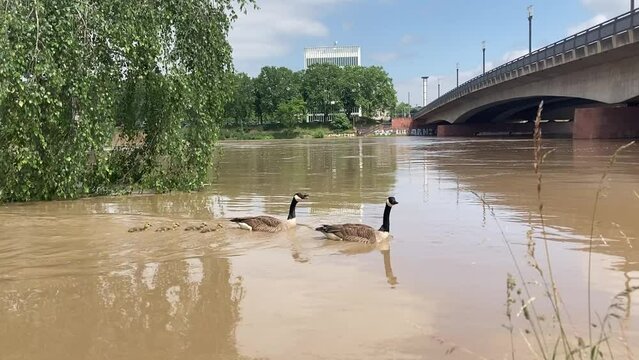 Mannheim bei Hochwasser
