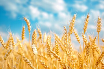 Fototapeta premium wheat several ears. Wooden on a black background. View from above. 