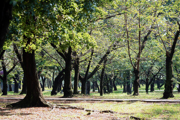 Naklejka premium 浜寺公園の風景