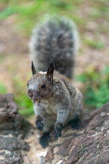 A squirrel who is frustrated