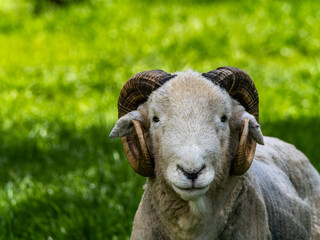 Wooly White Ram Sheep Laying Down in a Field. A majestic ram with large horns stands tall
