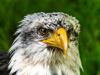 American bald eagle portrait. close-up view, its intricate feathers and distinctive yellow beak...
