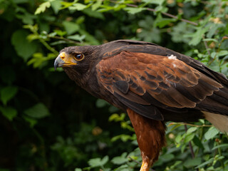 Close up of a Parabuteo unicinctus Harris's Hawk. Golden Eagle - Aquila chrysaetos, flying over grassy area